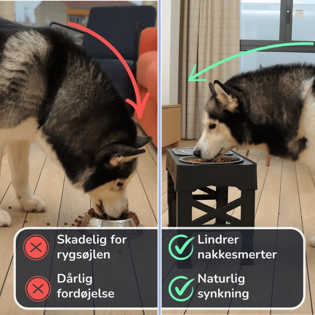 Justerbar Hundemadstation – Langsom Fodring & Spildfri Vandskål | DenBark